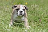 BULLDOG ANGLAIS 004